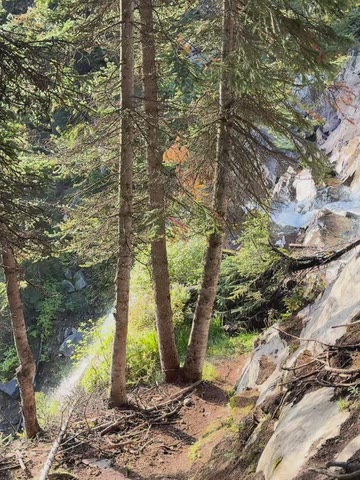 Evergreen trees on a steep slope beside a rocky stream
